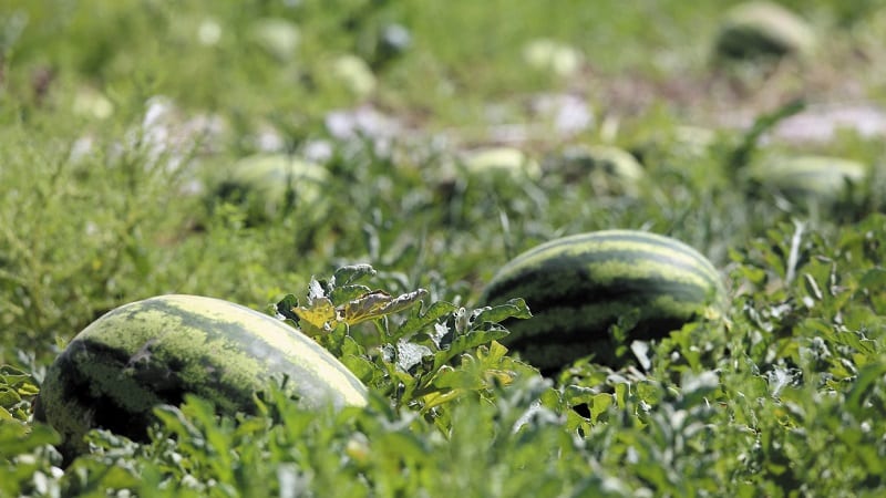 Wat is een voedingswatermeloen, wie krijgt hem te eten en hoe verschilt hij van een gewone watermeloen?