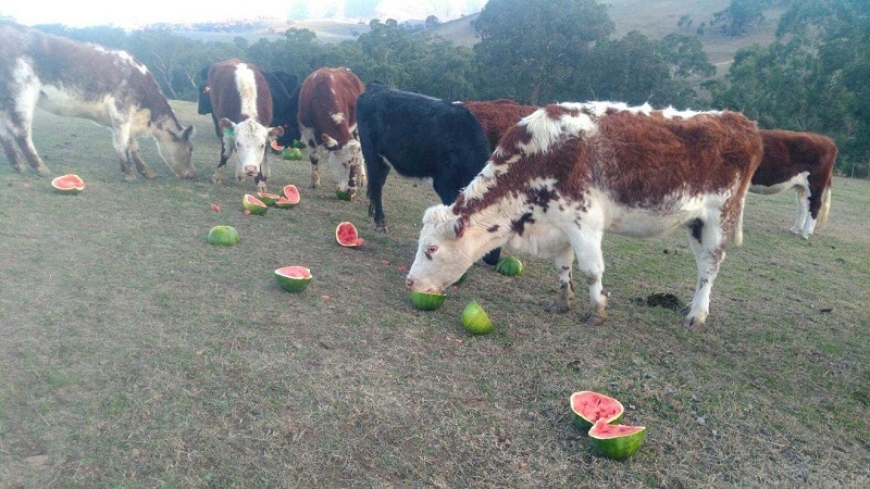 Ano ang feed watermelon, sino ang pinapakain nito at paano ito naiiba sa regular?