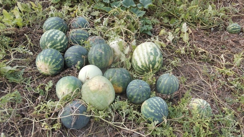 What is a feed watermelon, who is fed it and how does it differ from a regular one?