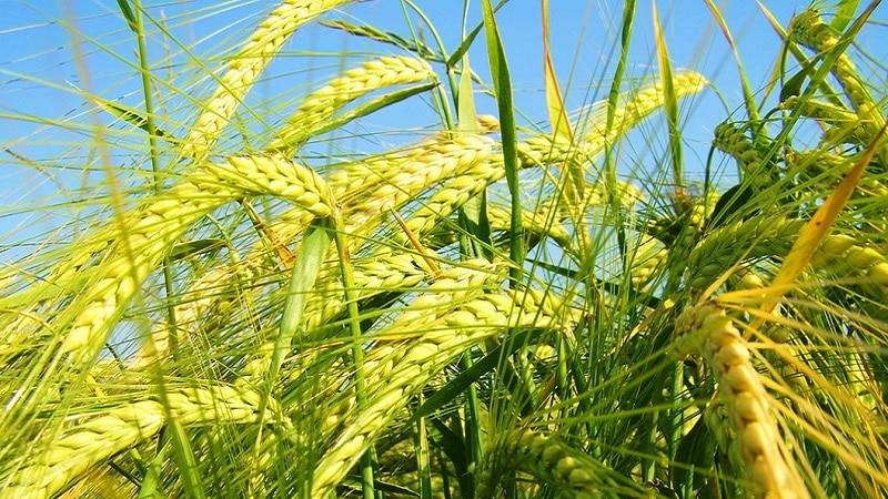 ¿Qué tipo de planta es la cebada: descripción y características?