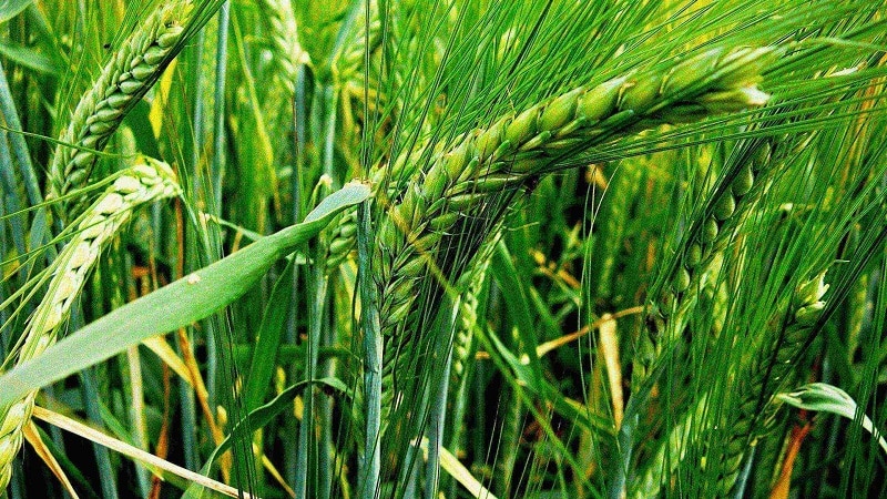 What are the differences between wheat, rye, oats and barley: photos and comparative characteristics