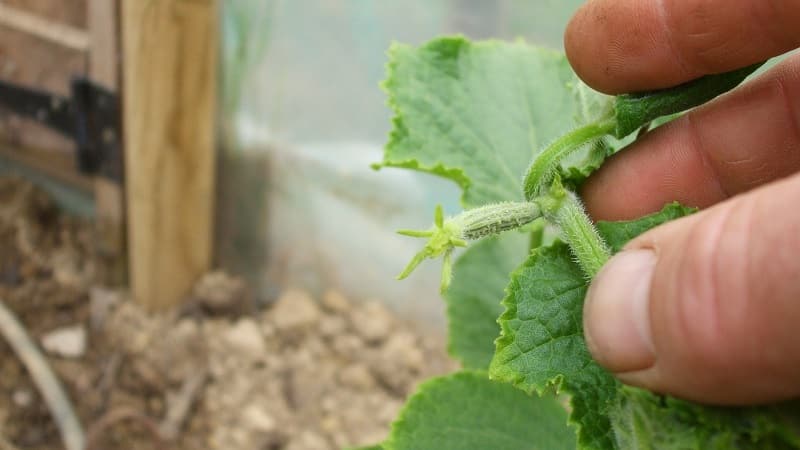 ¿Por qué es necesario plantar pepinos y cómo hacerlo correctamente?