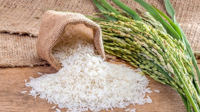 Where and how does rice grow, and is it possible to grow it at home?