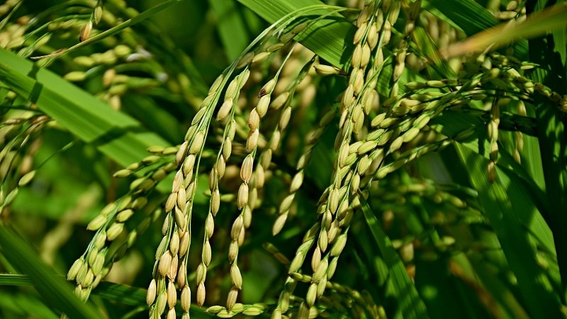 Saan at paano lumalaki ang palay, at posible bang palaguin ito sa bahay?