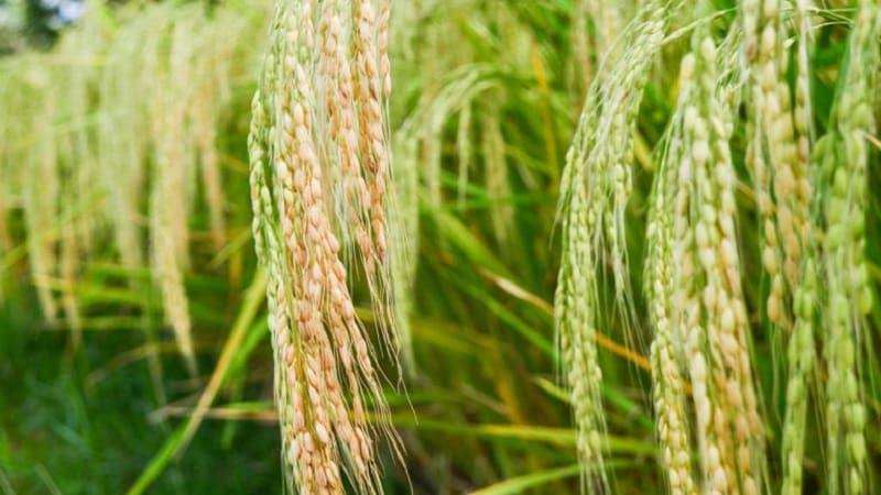 Where and how does rice grow, and is it possible to grow it at home?