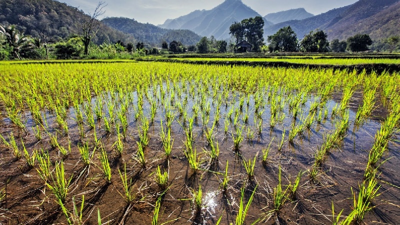 Où et comment pousse le riz, et est-il possible de le cultiver à la maison ?