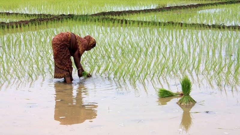 Where and how does rice grow, and is it possible to grow it at home?