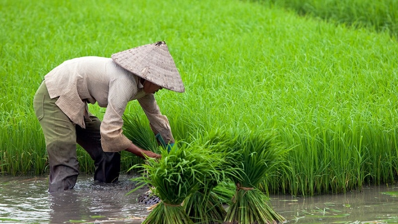 Où et comment pousse le riz, et est-il possible de le cultiver à la maison ?