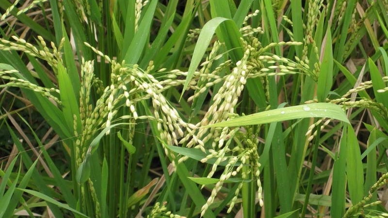 Saan at paano lumalaki ang palay, at posible bang palaguin ito sa bahay?