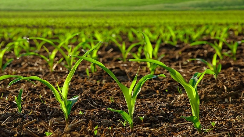 How to choose the right herbicide for corn and process it: a review of the best products