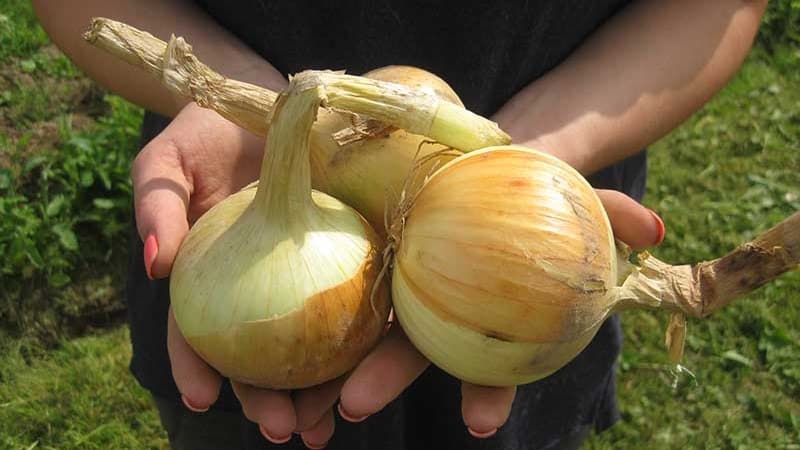 Zwiebelhybride Herkules: Kann sie vor dem Winter und den Anbaubedingungen gepflanzt werden?