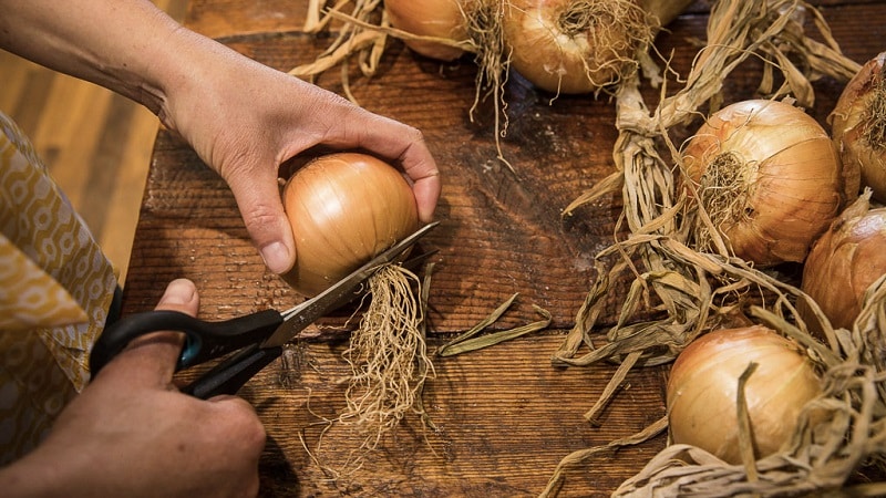 Zwiebelhybride Herkules: Kann sie vor dem Winter und den Anbaubedingungen gepflanzt werden?