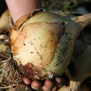 Zwiebelhybride Herkules: Kann sie vor dem Winter und den Anbaubedingungen gepflanzt werden?