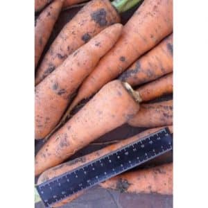 Mid-late carrot hybrid Cascade f1