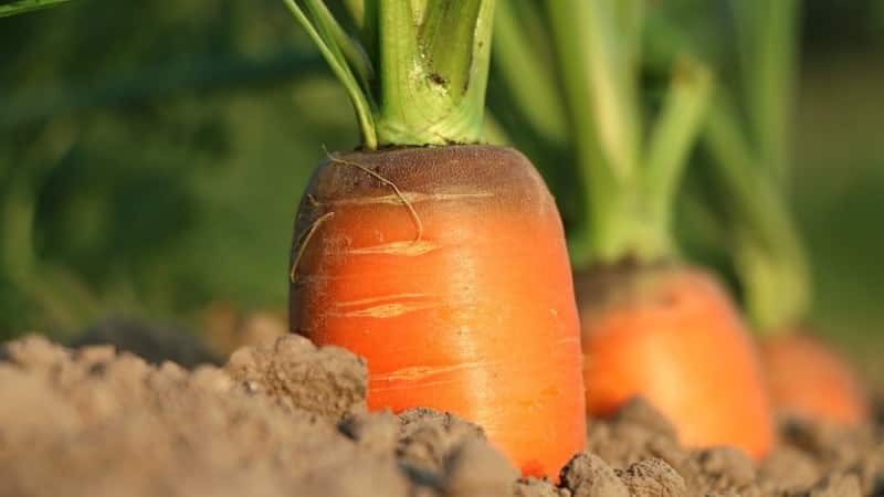 Die Hauptgründe, warum Karotten im Garten nicht wachsen