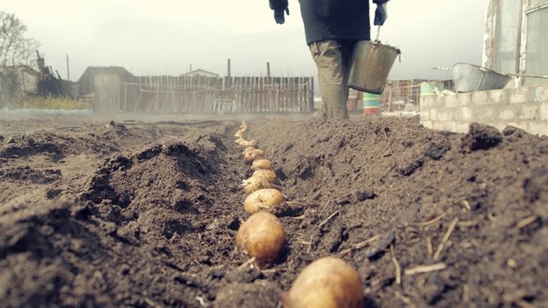 Plantio adequado de batatas antes do inverno: instruções passo a passo para jardineiros iniciantes