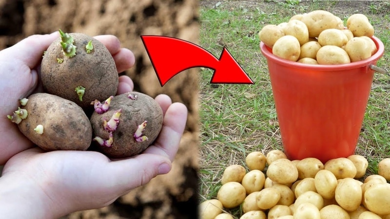 Plantación adecuada de patatas antes del invierno: instrucciones paso a paso para jardineros principiantes