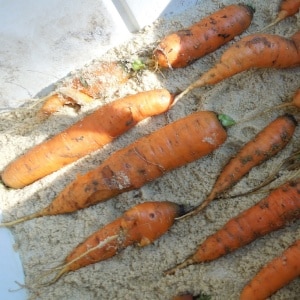 Storing carrots in winter: the best varieties with excellent keeping quality