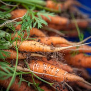 Storing carrots in winter: the best varieties with excellent keeping quality