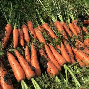 Storing carrots in winter: the best varieties with excellent keeping quality