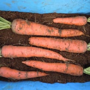 Almacenamiento de zanahorias en invierno: las mejores variedades con excelente calidad de conservación