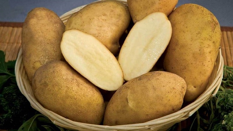 The ideal potato variety for mashed potatoes