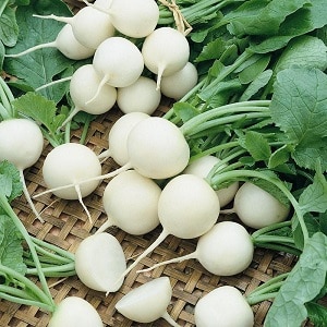 What family does radish belong to, its characteristics and description