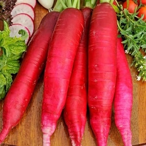 What family does radish belong to, its characteristics and description