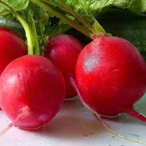 What family does radish belong to, its characteristics and description