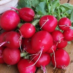 What family does radish belong to, its characteristics and description