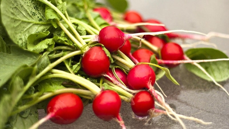 What family does radish belong to, its characteristics and description