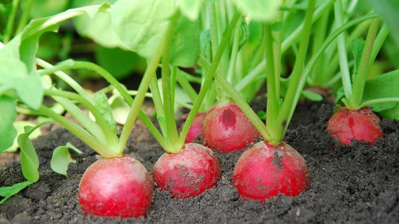 What family does radish belong to, its characteristics and description