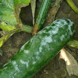 How to deal with late blight on cucumbers: treatment regimens