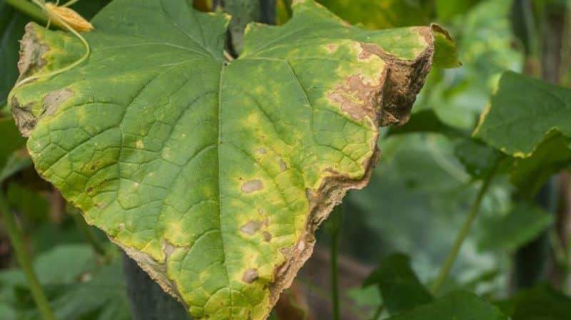 Cómo lidiar con el tizón tardío de los pepinos: regímenes de tratamiento