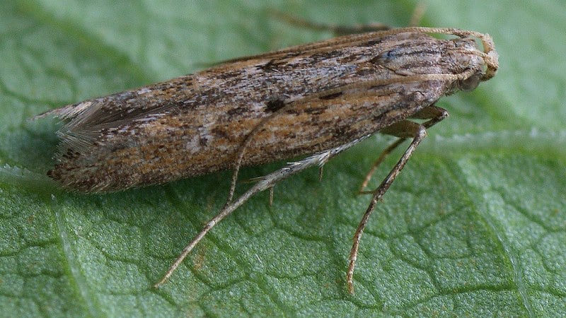 Paano labanan ang potato moth at manalo