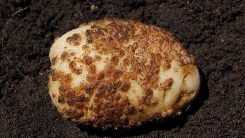 Hoe om te gaan met korst op aardappelen en de grond te genezen