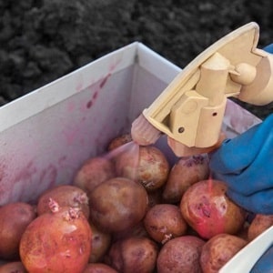 Come affrontare la crosta sulle patate e curare il terreno