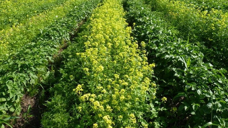 Come affrontare la crosta sulle patate e curare il terreno