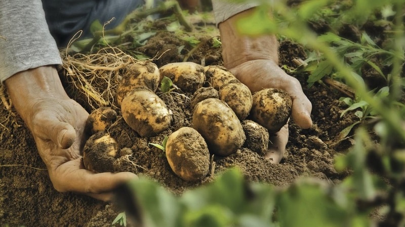 Come affrontare la crosta sulle patate e curare il terreno