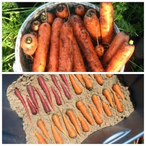 The best ways to store carrots after harvest until spring