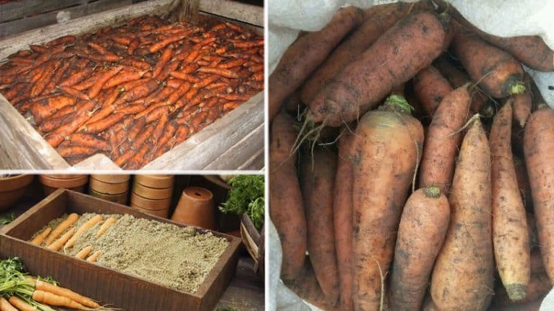 Les meilleures façons de conserver les carottes après la récolte jusqu'au printemps