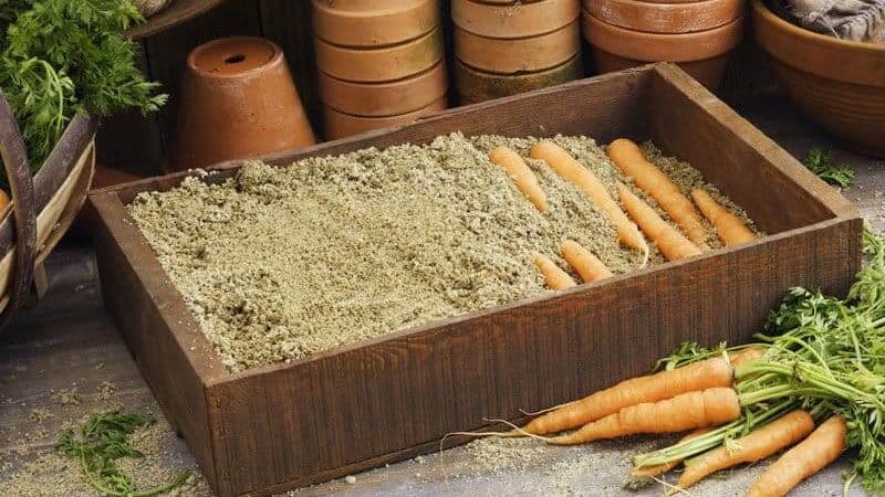 Las mejores formas de almacenar zanahorias después de la cosecha hasta la primavera.