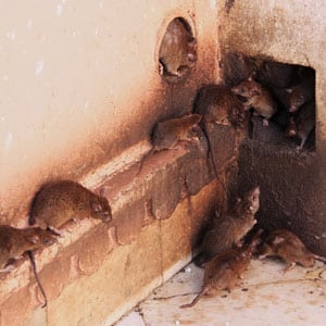 Hoe zich te ontdoen van muizen en ratten die aardappelen knagen in de kelder