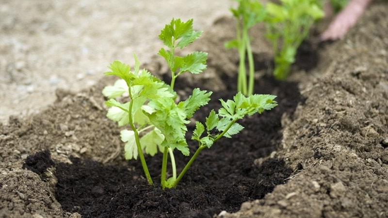 Comment, quand et quoi nourrir le persil pour la croissance : conseils pour les jardiniers débutants