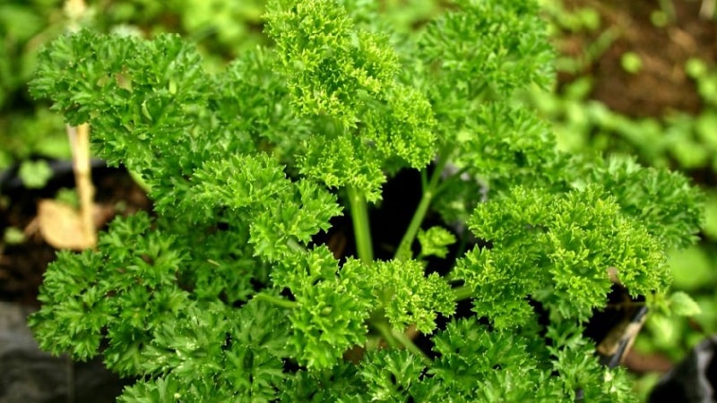 Comment, quand et quoi nourrir le persil pour la croissance : conseils pour les jardiniers débutants