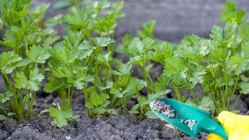 Com, quan i què alimentar julivert per al creixement: consells per als jardiners principiants