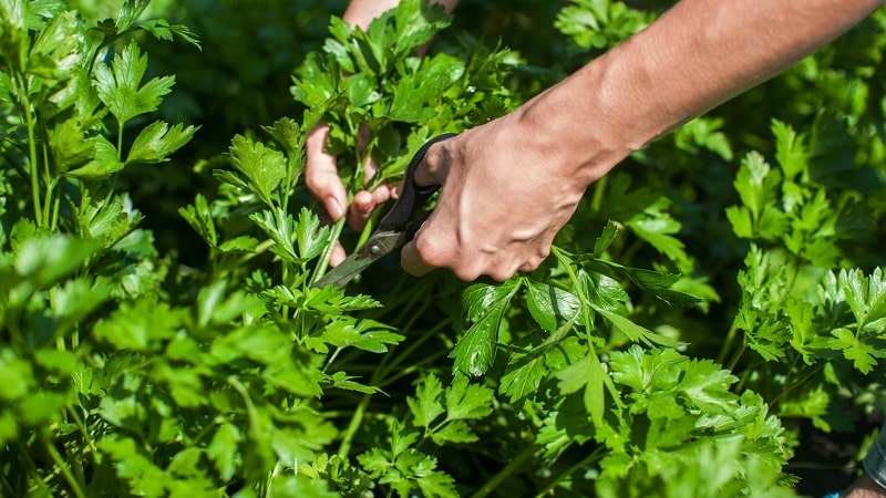 Com, quan i què alimentar julivert per al creixement: consells per als jardiners principiants