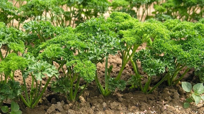 Come, quando e cosa nutrire il prezzemolo per la crescita: consigli per i giardinieri principianti