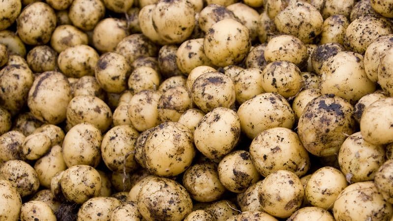 Cómo distinguir las patatas forrajeras de las variedades de mesa y cuáles son sus características.