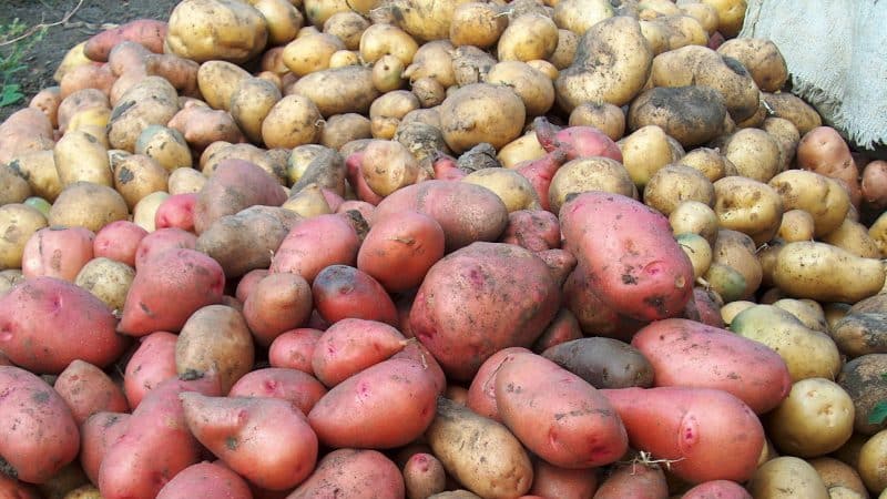 Cómo distinguir las patatas forrajeras de las variedades de mesa y cuáles son sus características.